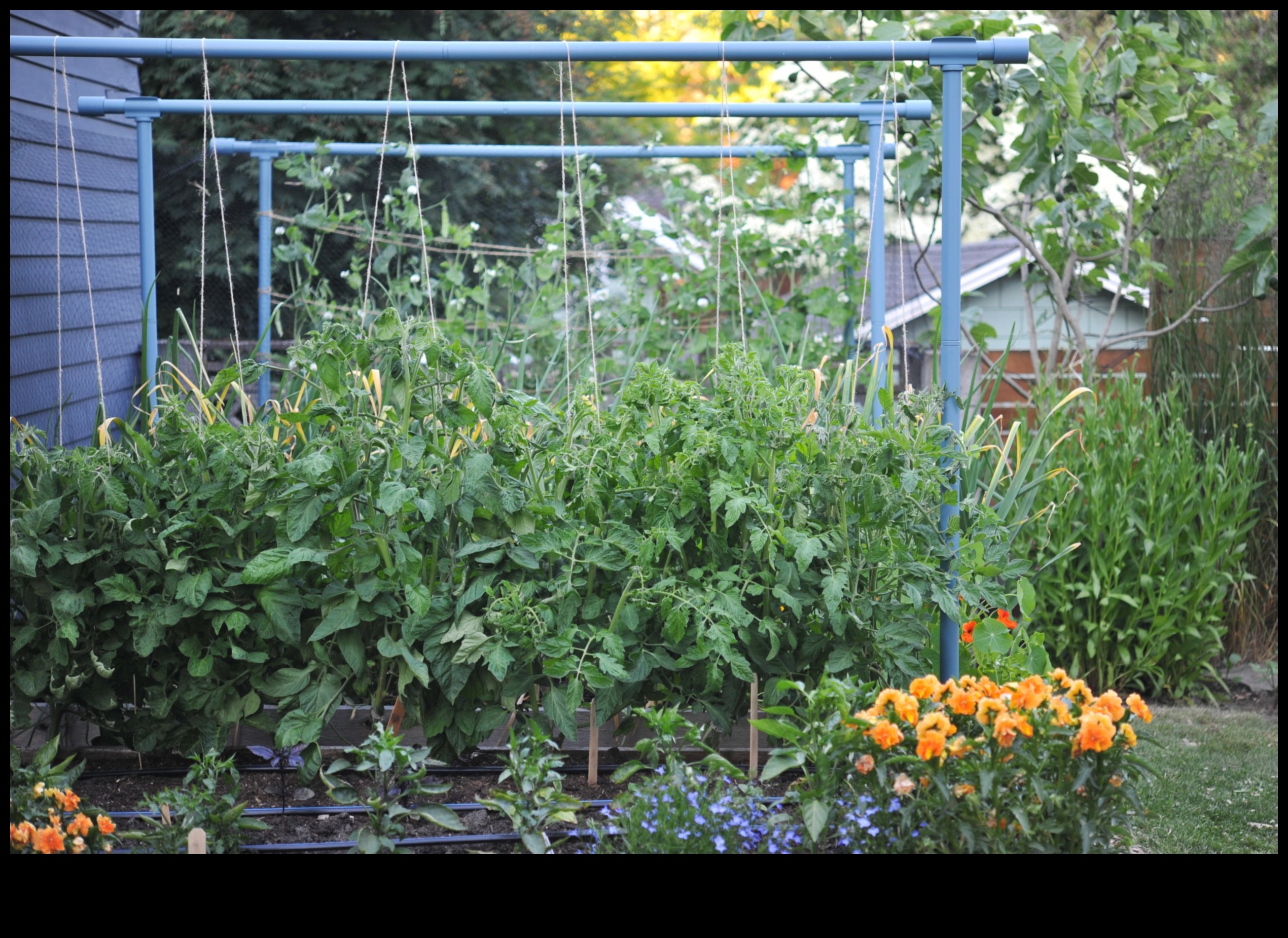 تعريشة المسافر: تنمية حديقة المعرفة الخاصة بك