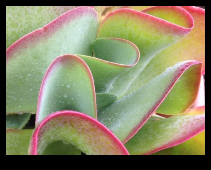 السيمفونية الحسية: رفع مستوى الرفاهية من خلال عمليات فحص الجسم